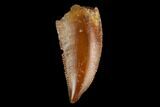 Serrated, Raptor Tooth - Real Dinosaur Tooth #130339-1